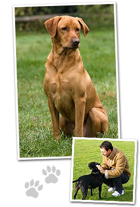 Ron Hutchison Dog Training